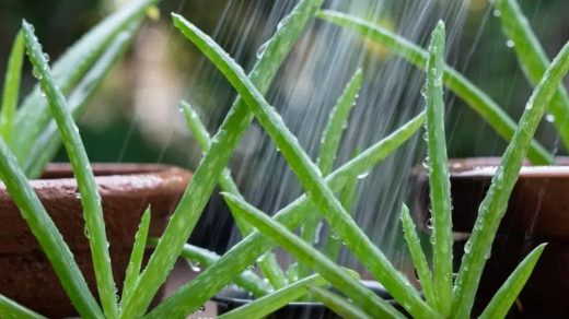 aloe Vera