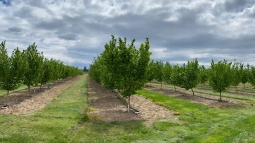 irrigation