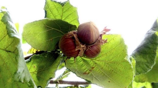 Hazelnuts