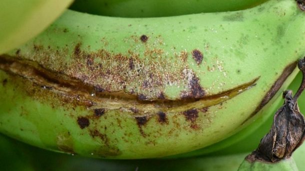 thrips- banana