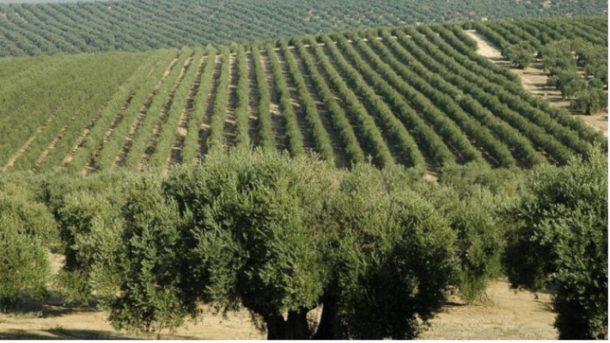 olive trees