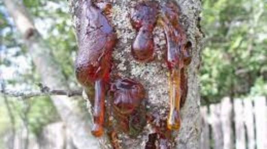 bacterial canker