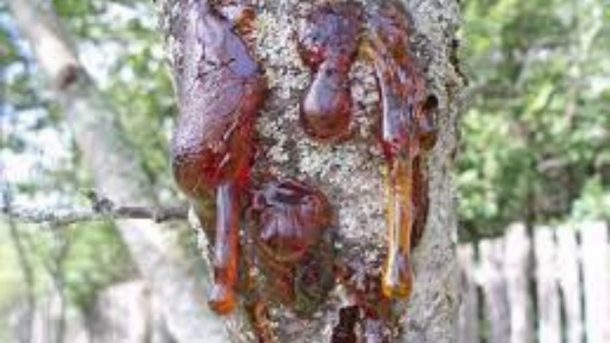 bacterial canker