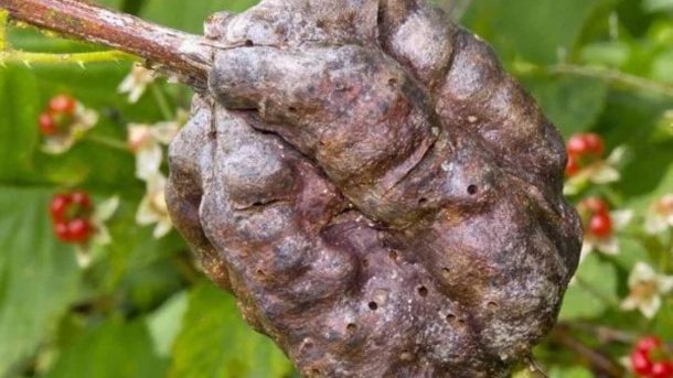 gall