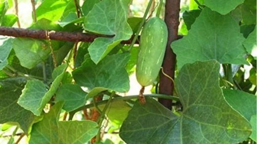 Ivy gourd