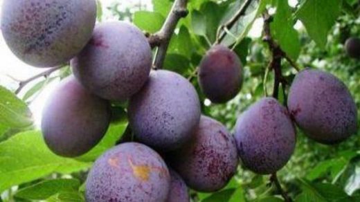 Satluj Purple