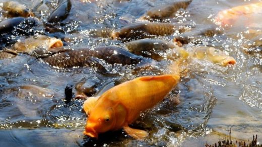 stocking
