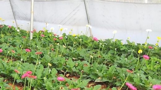 Gerbera