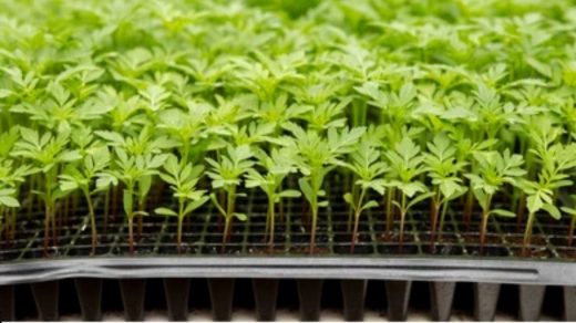 Sowing
