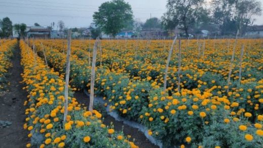 Marigold