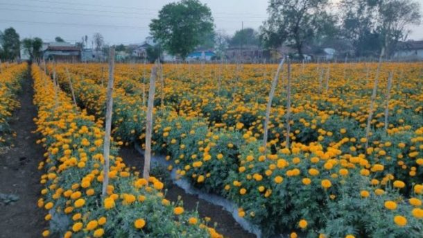 Marigold