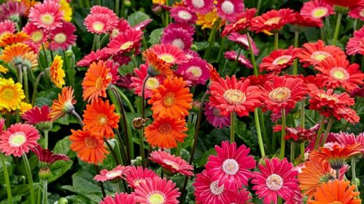 Gerbera