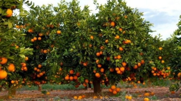 trees