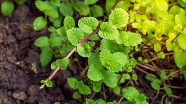 peppermint