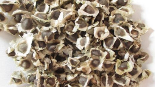 seed