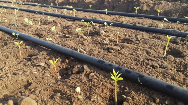 Irrigation-moringa