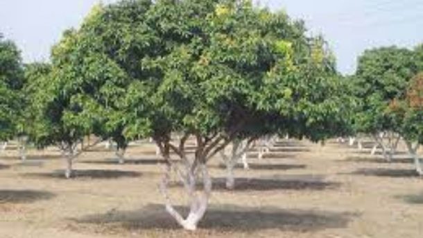 Litchi