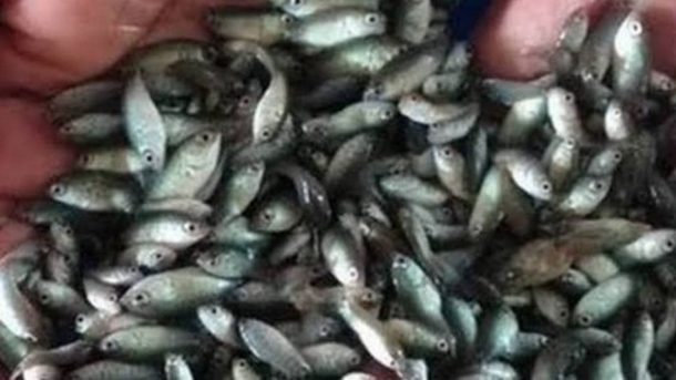 fish seed