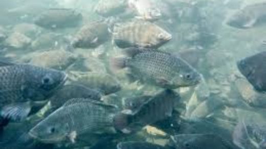 polyculture in fisheries