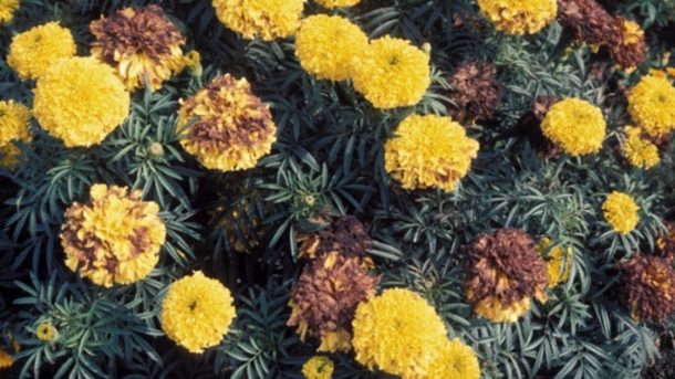 marigold