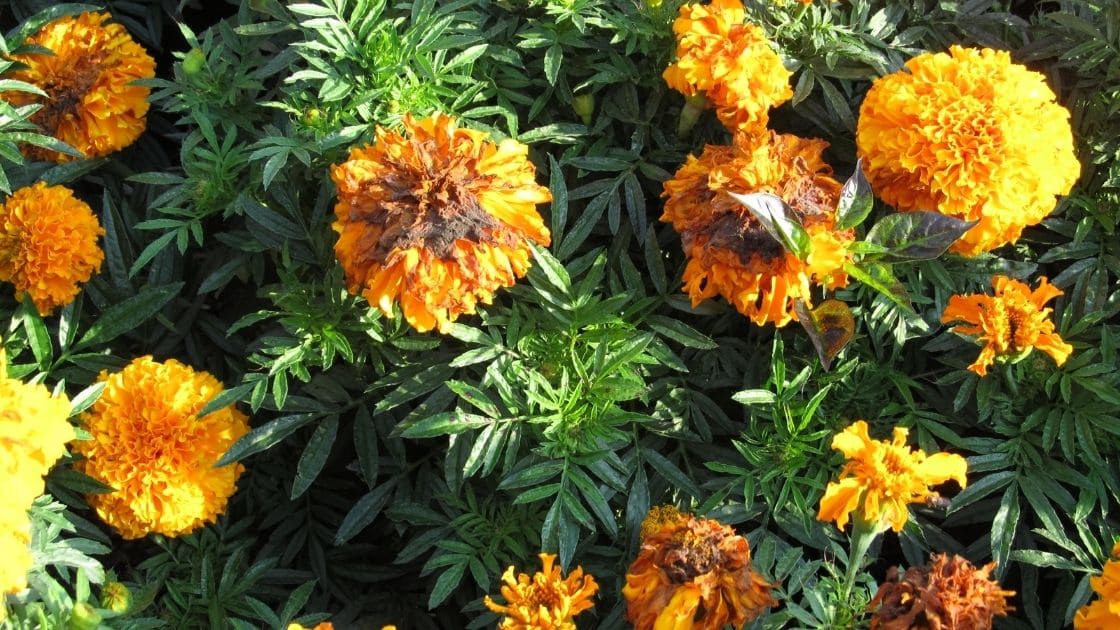 flower :- How flower bud rot disease cause damage in marigold?