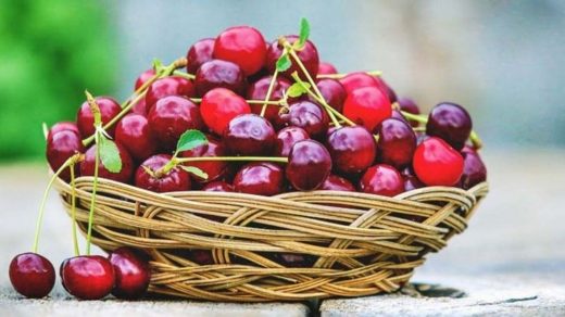 Cherry Fruit Cultivation