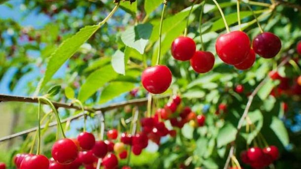 Meteor cherry