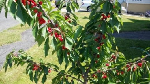 Dwarf Cherry