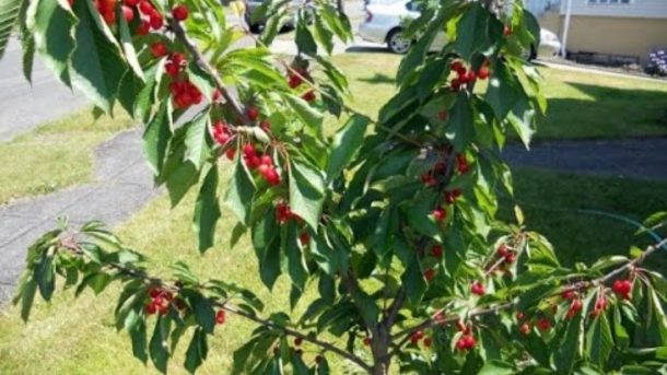 Dwarf Cherry