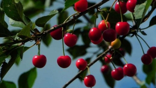 Cherry Trees