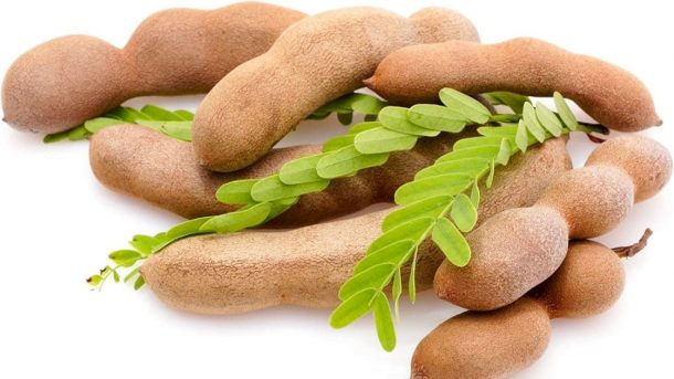 harvesting of tamarind