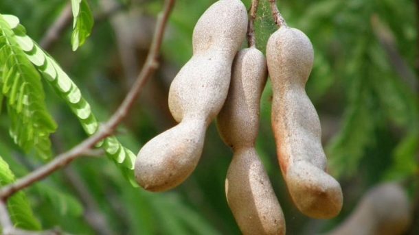 Tamarind