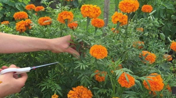 Marigold flowers