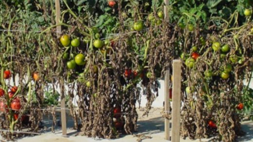 tomato