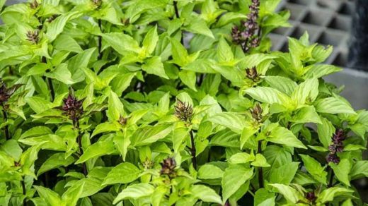 basil