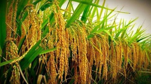 rice