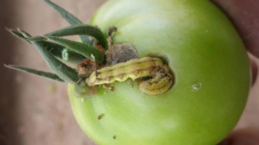 fruit