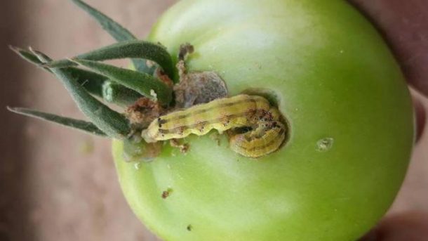 fruit