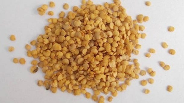 Brinjal seed
