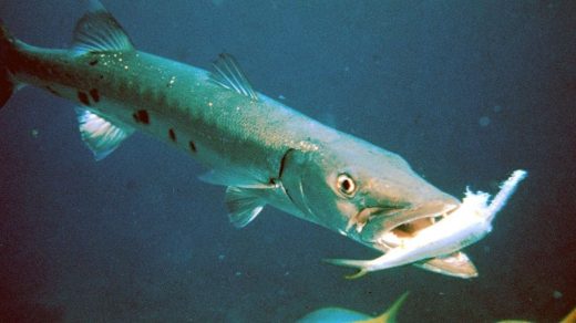 fish