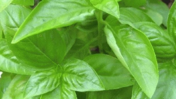 Sweet Basil
