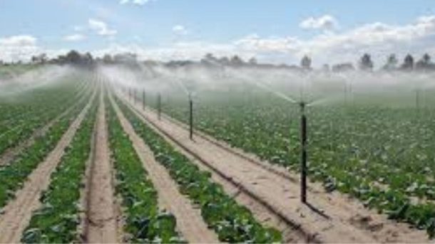 Sesame Farming