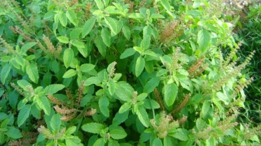 Tukashmiya Tulsi