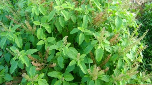 Tukashmiya Tulsi