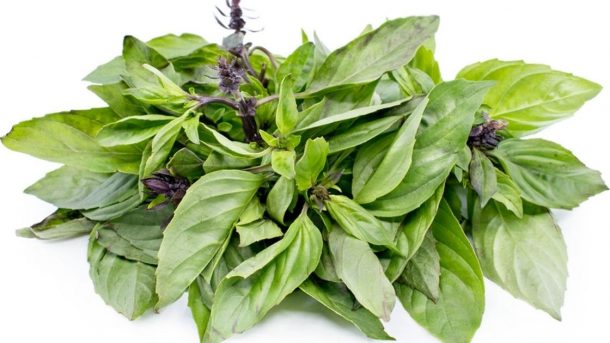 Thai Basil