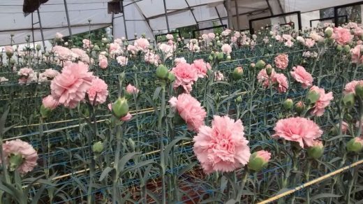 Polyhouse