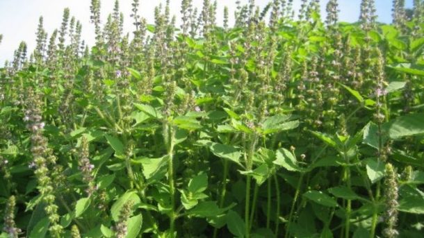 Tulsi