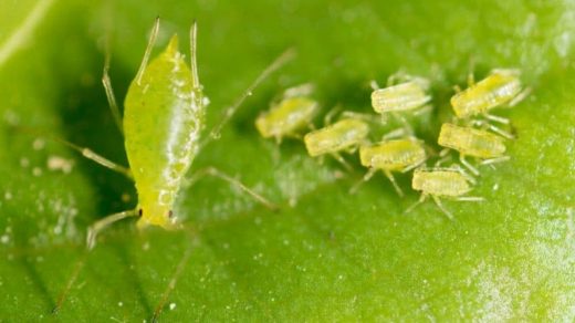 Aphids