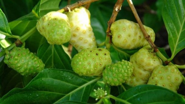 Noni