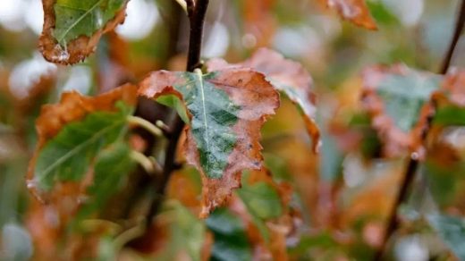 desiccation injury